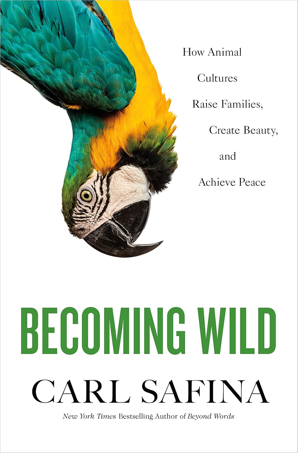 Becoming Wild: How Animal Cultures Raise Families, Create Beauty, and Achieve Peace Hardcover