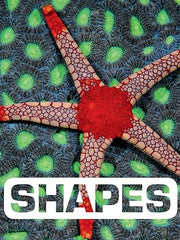 Shapes (Picture This) Board book